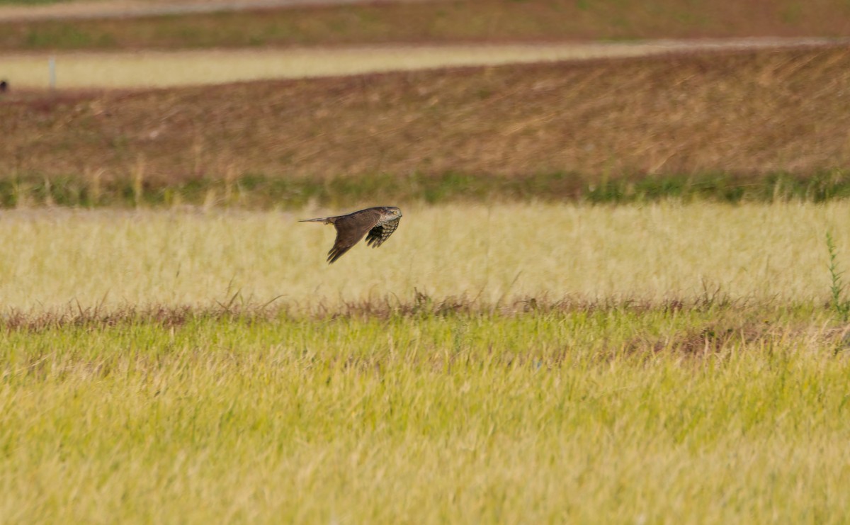 Яструб малий - ML646169769