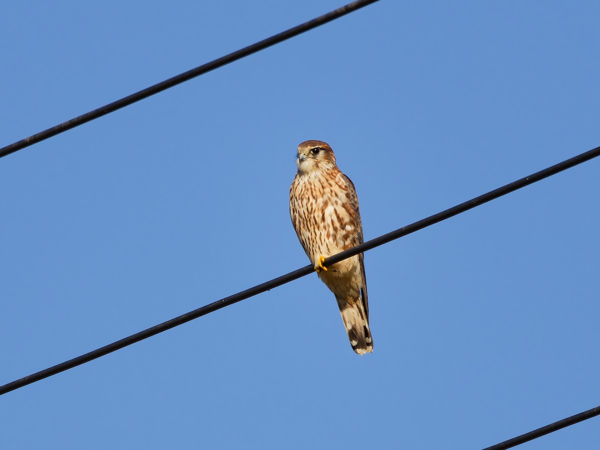 Підсоколик малий - ML646169770