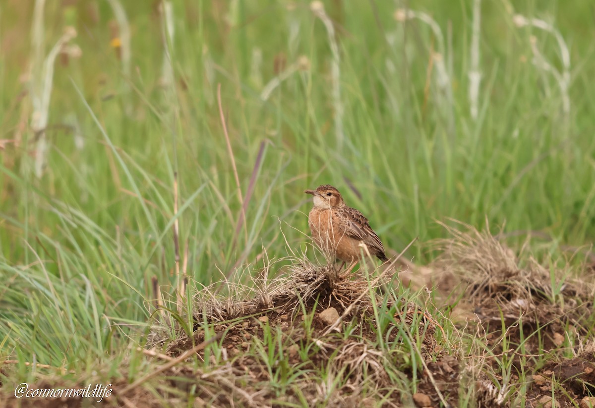 Spike-heeled Lark - ML646169772