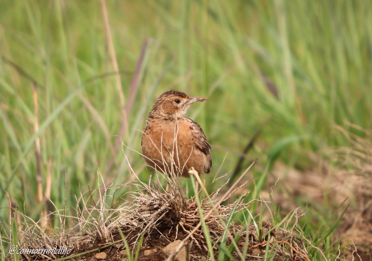 Spike-heeled Lark - ML646169773