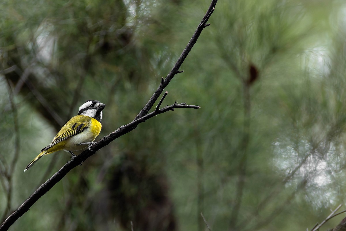 Western Shrike-tit - ML646169774