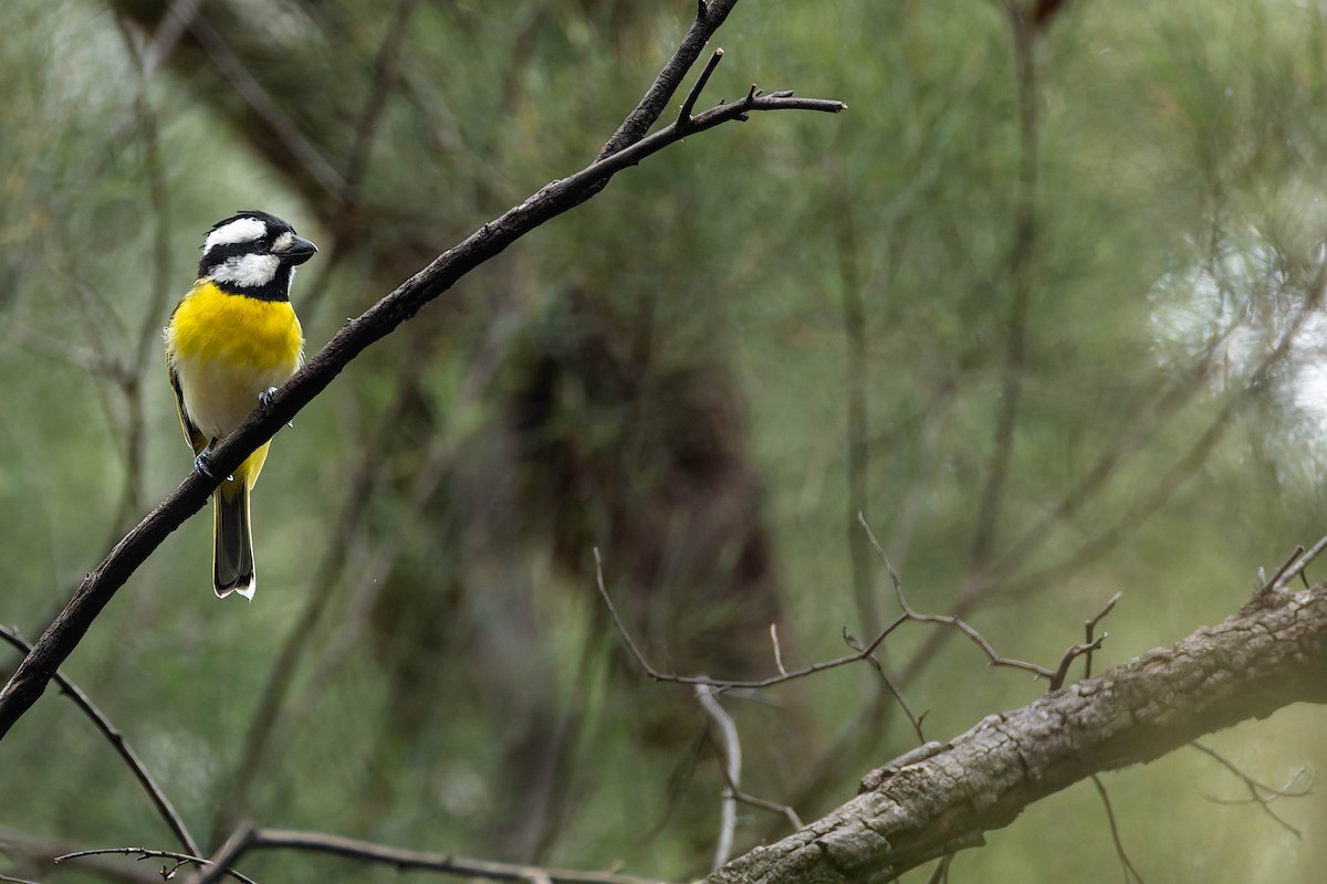 Western Shrike-tit - ML646169775