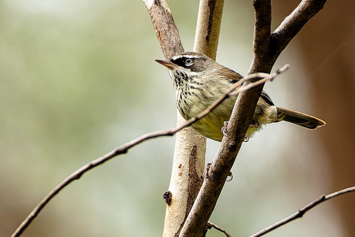 flekkbrystkrattsmett - ML646169779