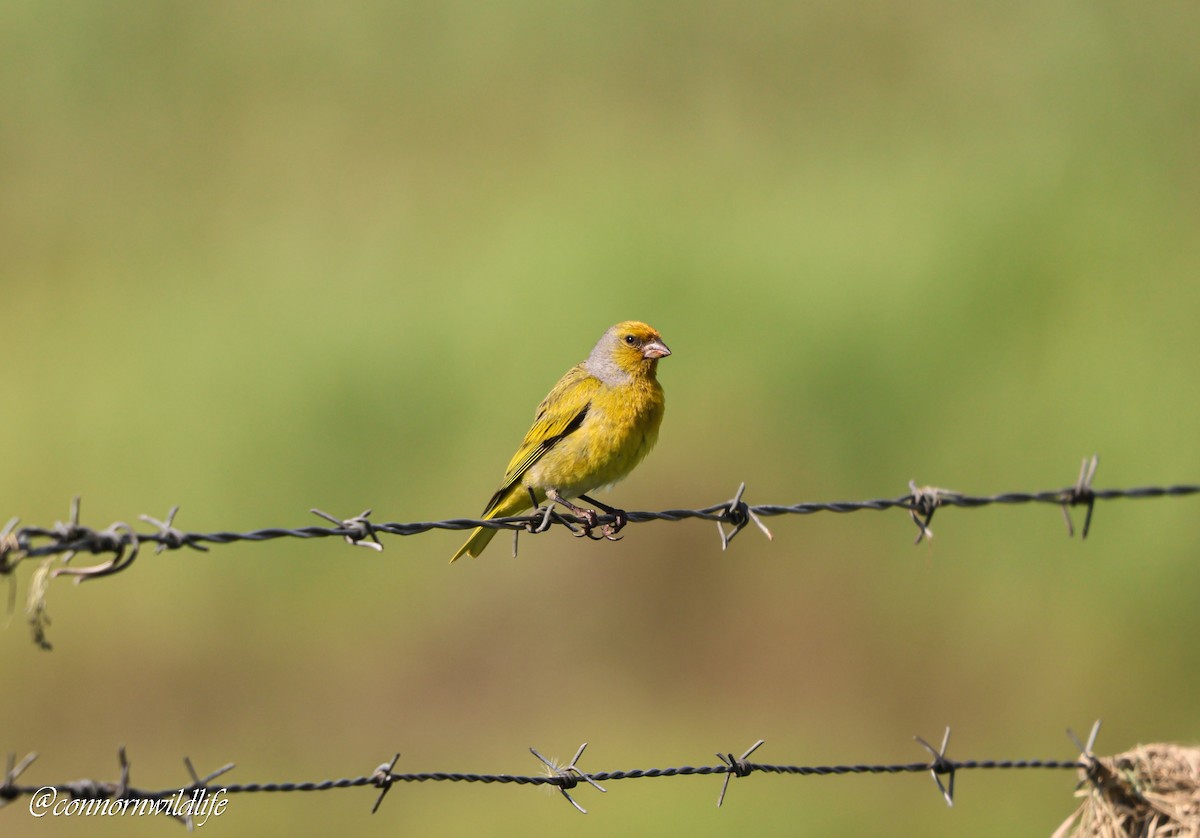 Cape Canary - ML646169781