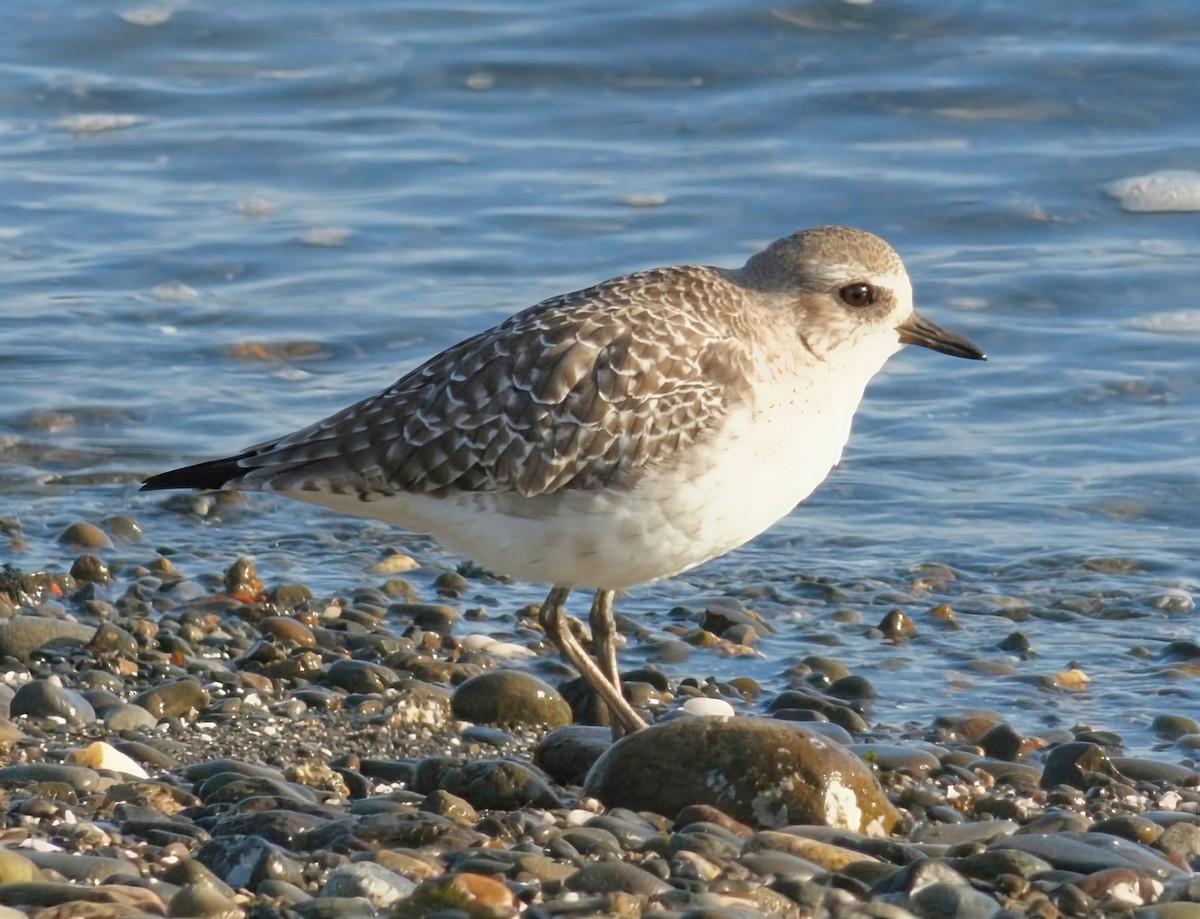 Black-bellied Plover - ML646169785