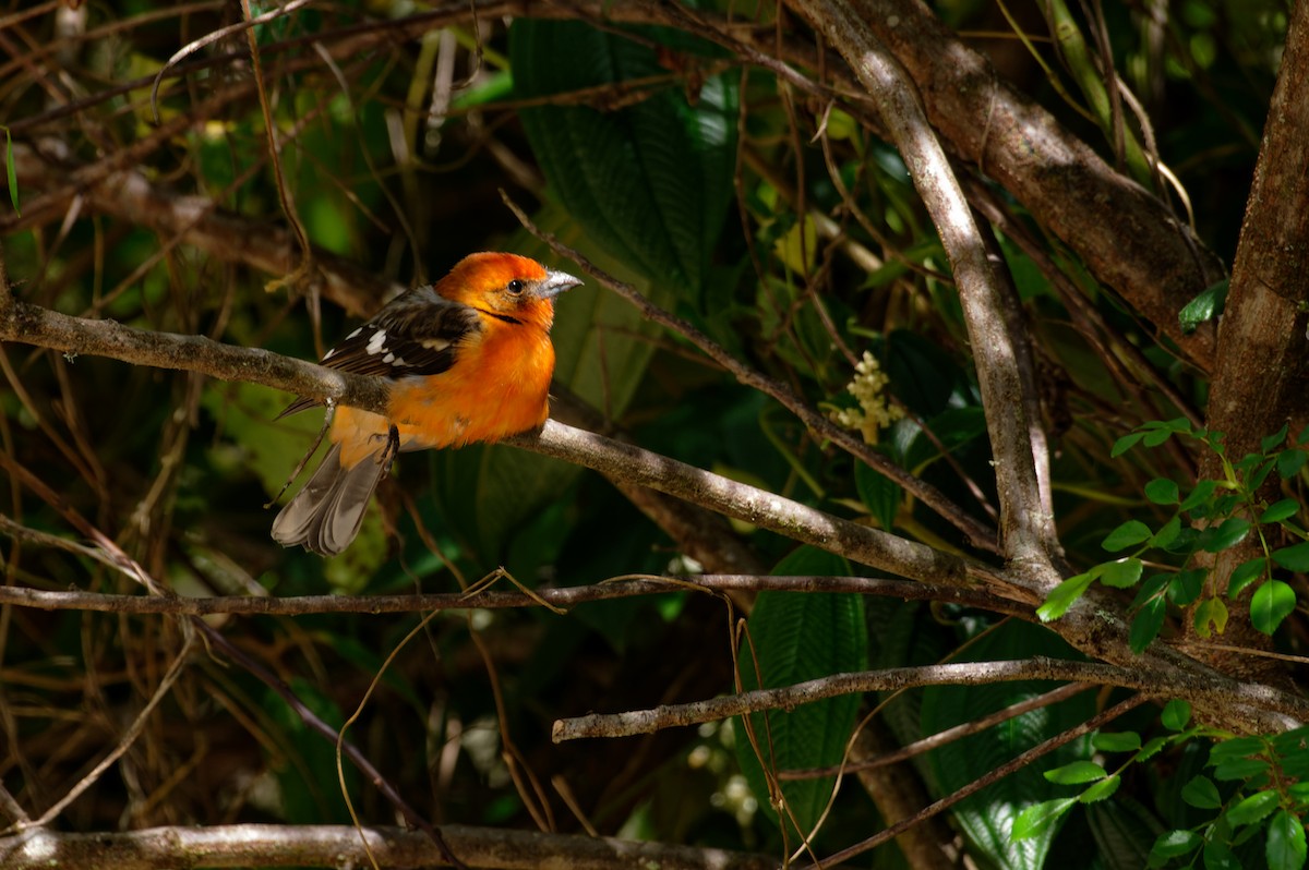 Flame-colored Tanager - ML646169787