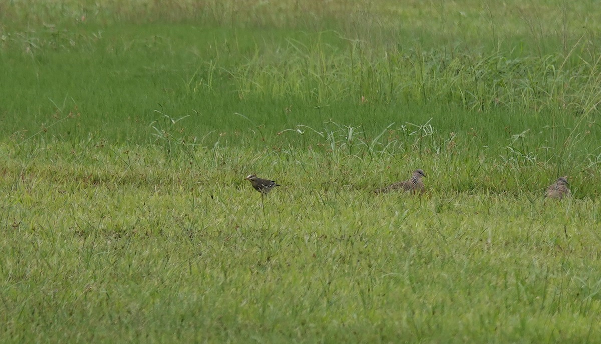 絲光椋鳥 - ML646169788