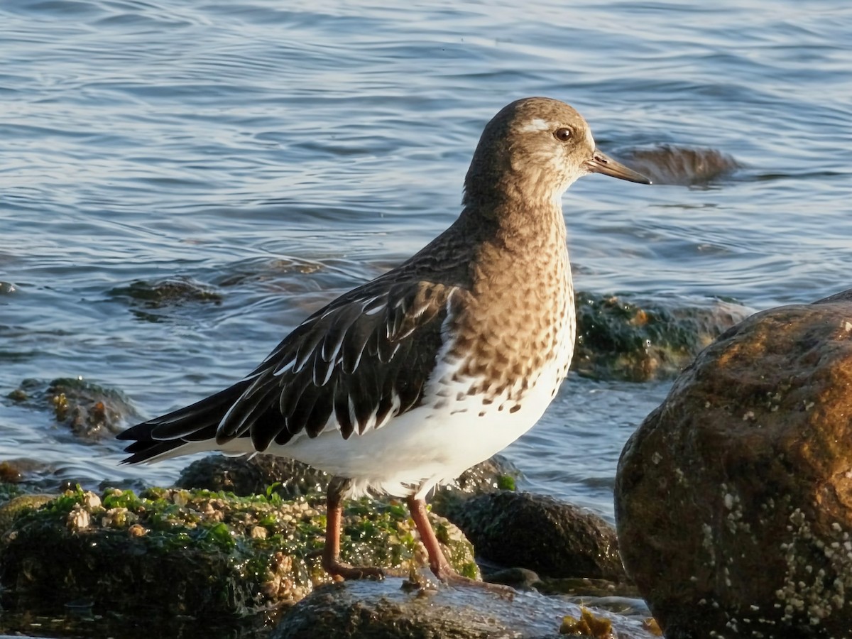 Black Turnstone - ML646169789