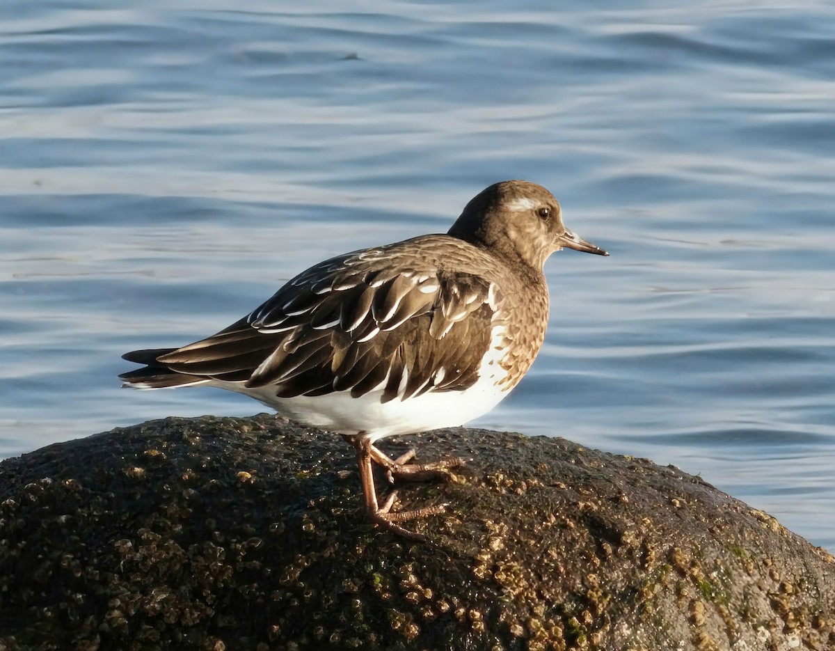 Black Turnstone - ML646169790