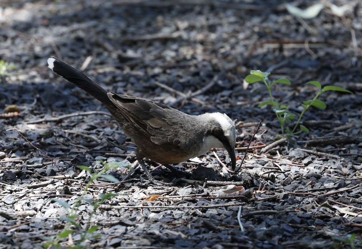 オーストラリアマルハシ - ML646169791