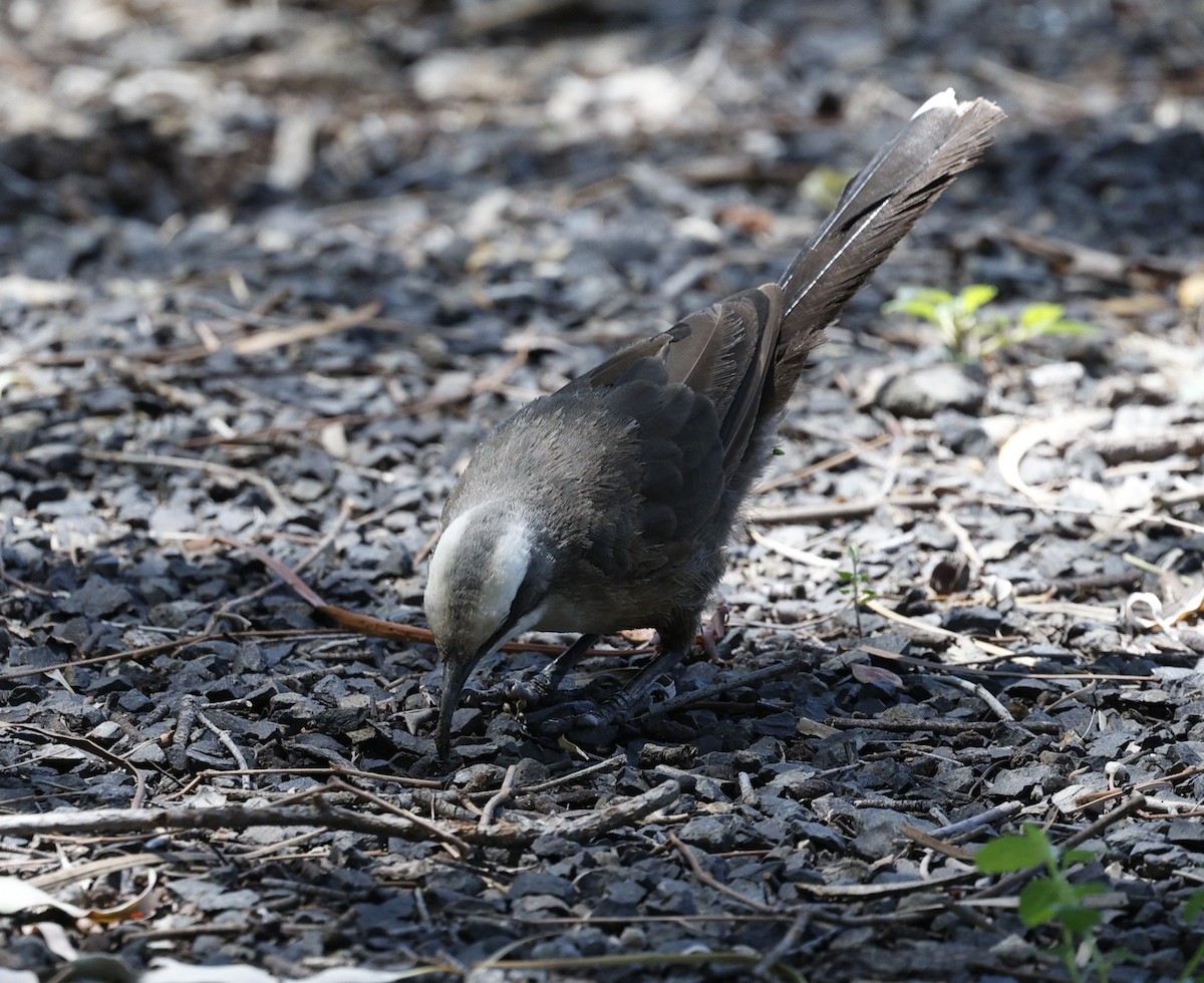 オーストラリアマルハシ - ML646169792