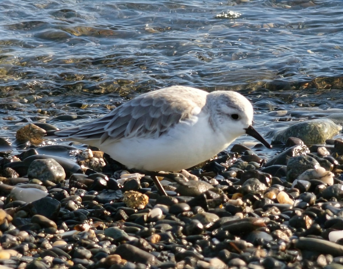 Sanderling - ML646169793