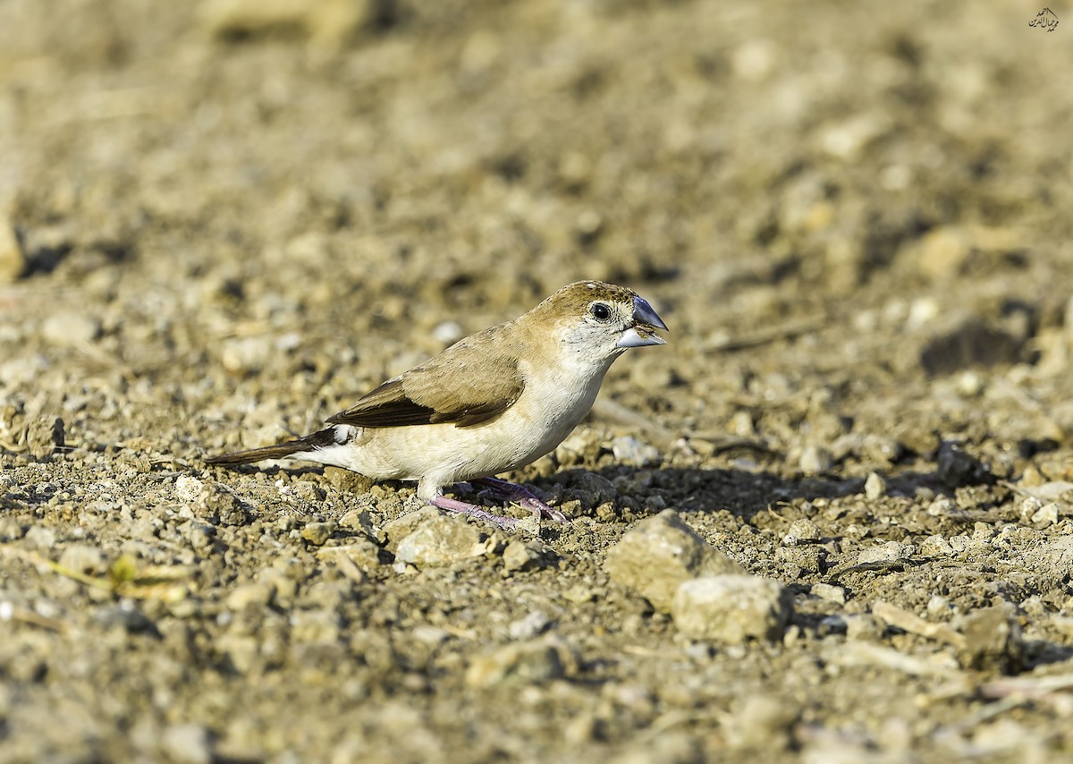 Indian Silverbill - ML646169794