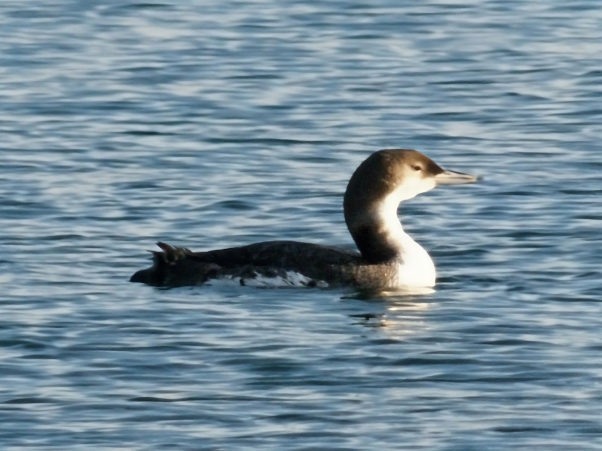 Common Loon - ML646169795