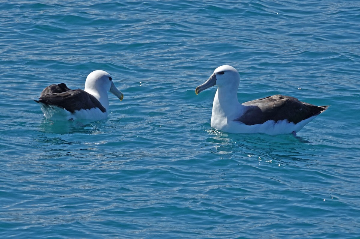 White-capped Albatross - ML646169797
