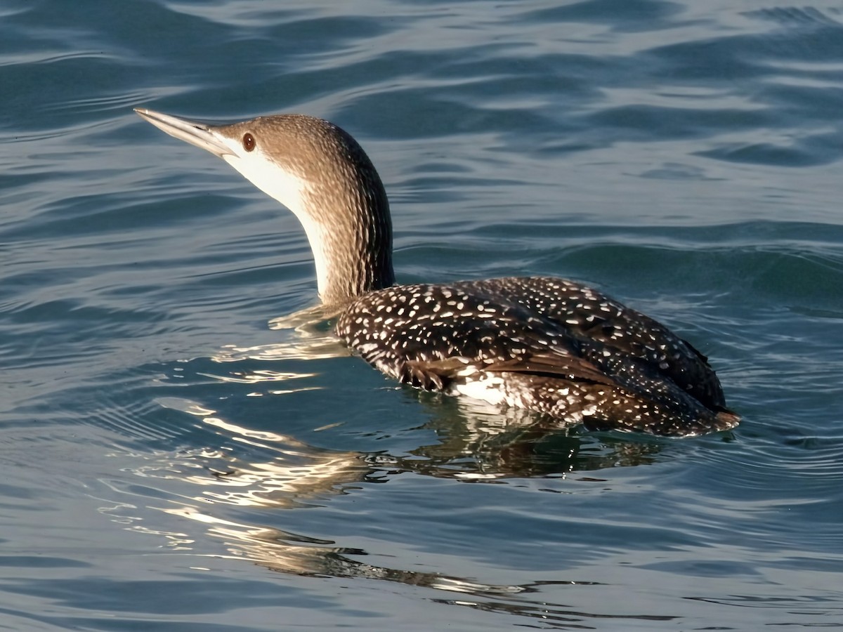 Red-throated Loon - ML646169798