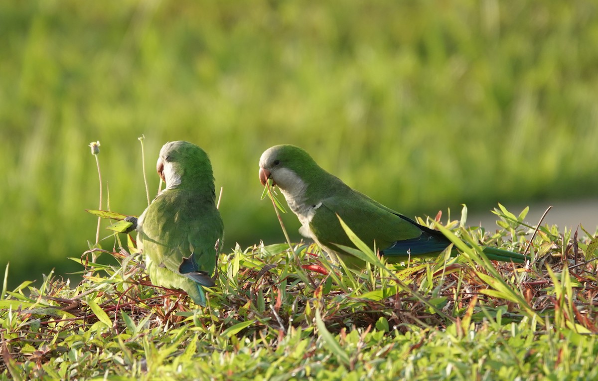 Mönchssittich - ML646169800