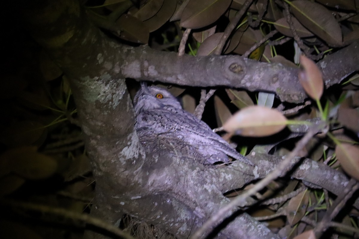 Tawny Frogmouth - ML646169802