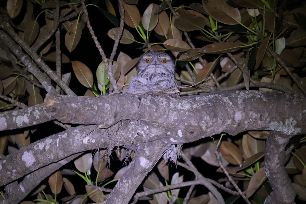 Tawny Frogmouth - ML646169803