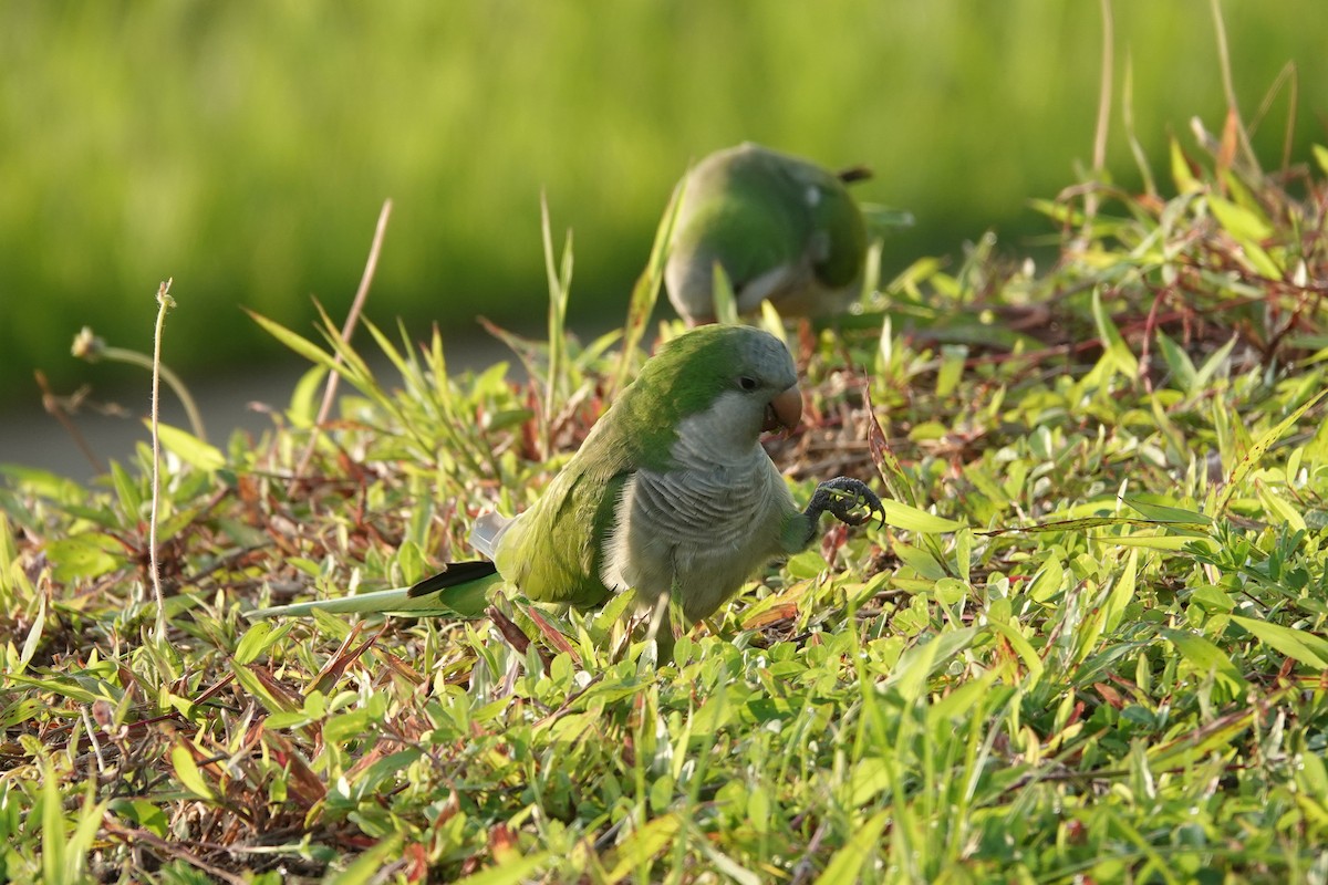 Mönchssittich - ML646169805