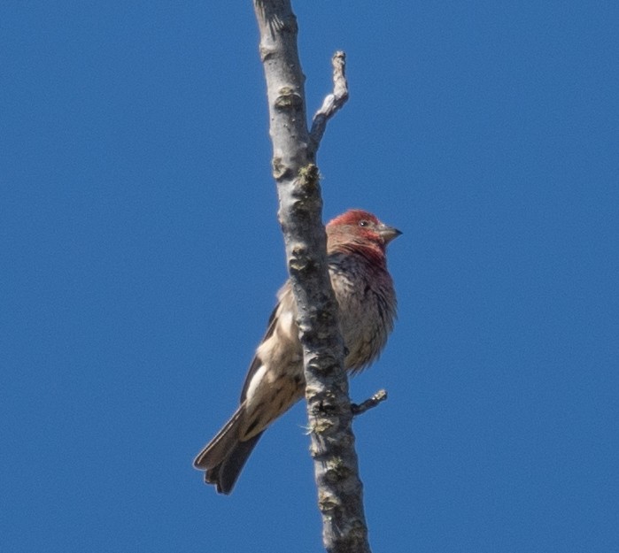 House Finch - ML646169809