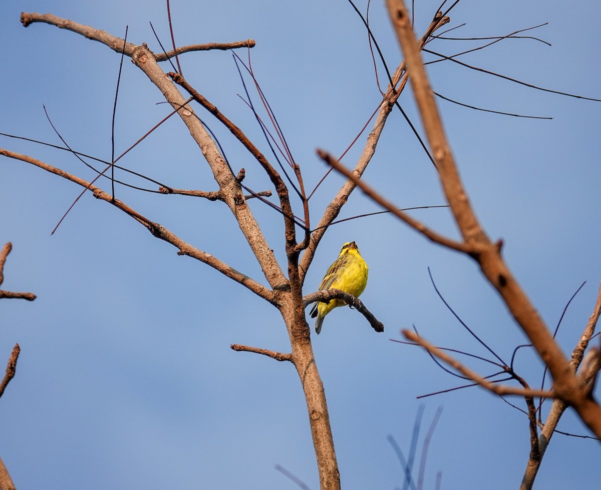 黃額絲雀 - ML646169810