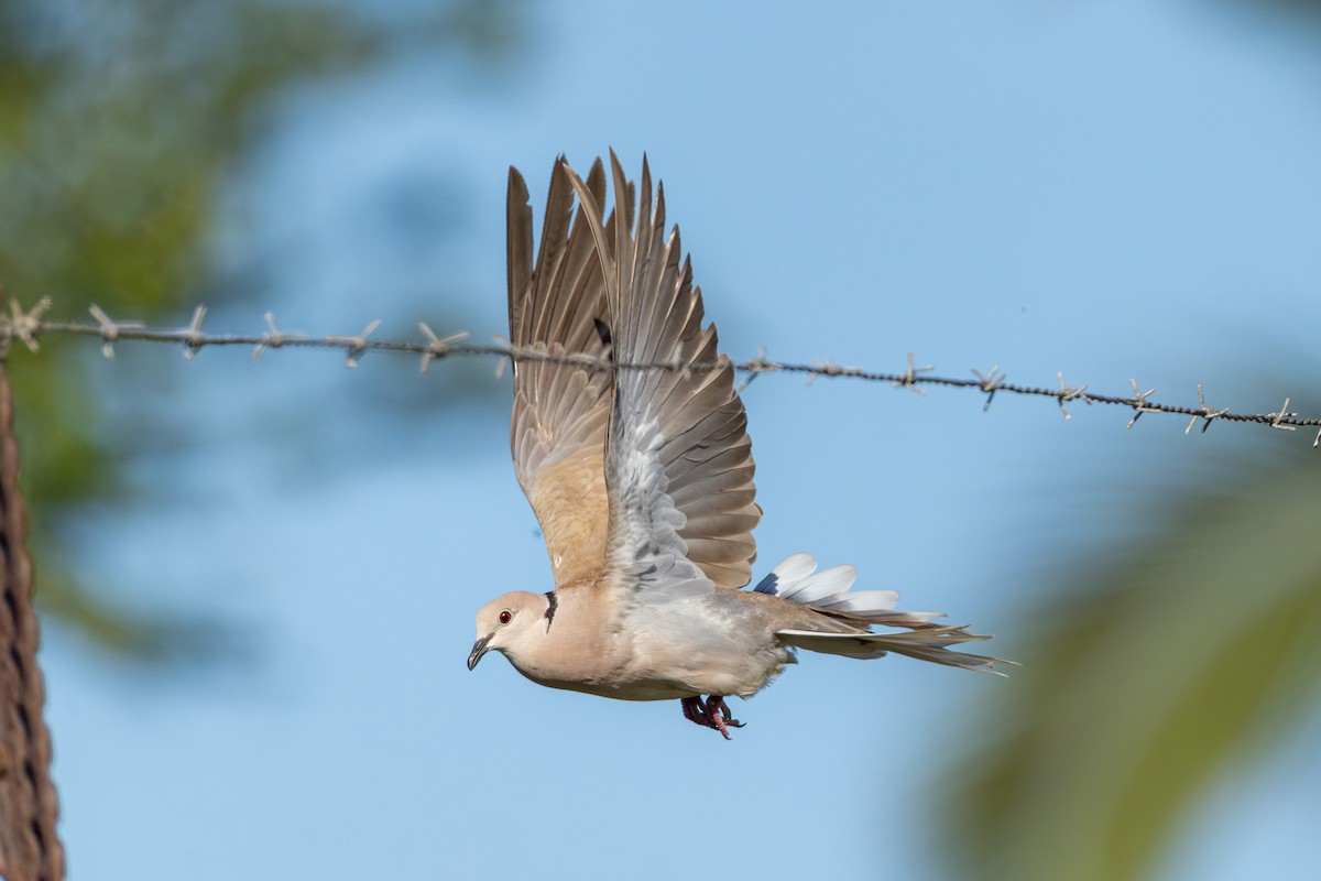 Ring-necked Dove - ML646169812