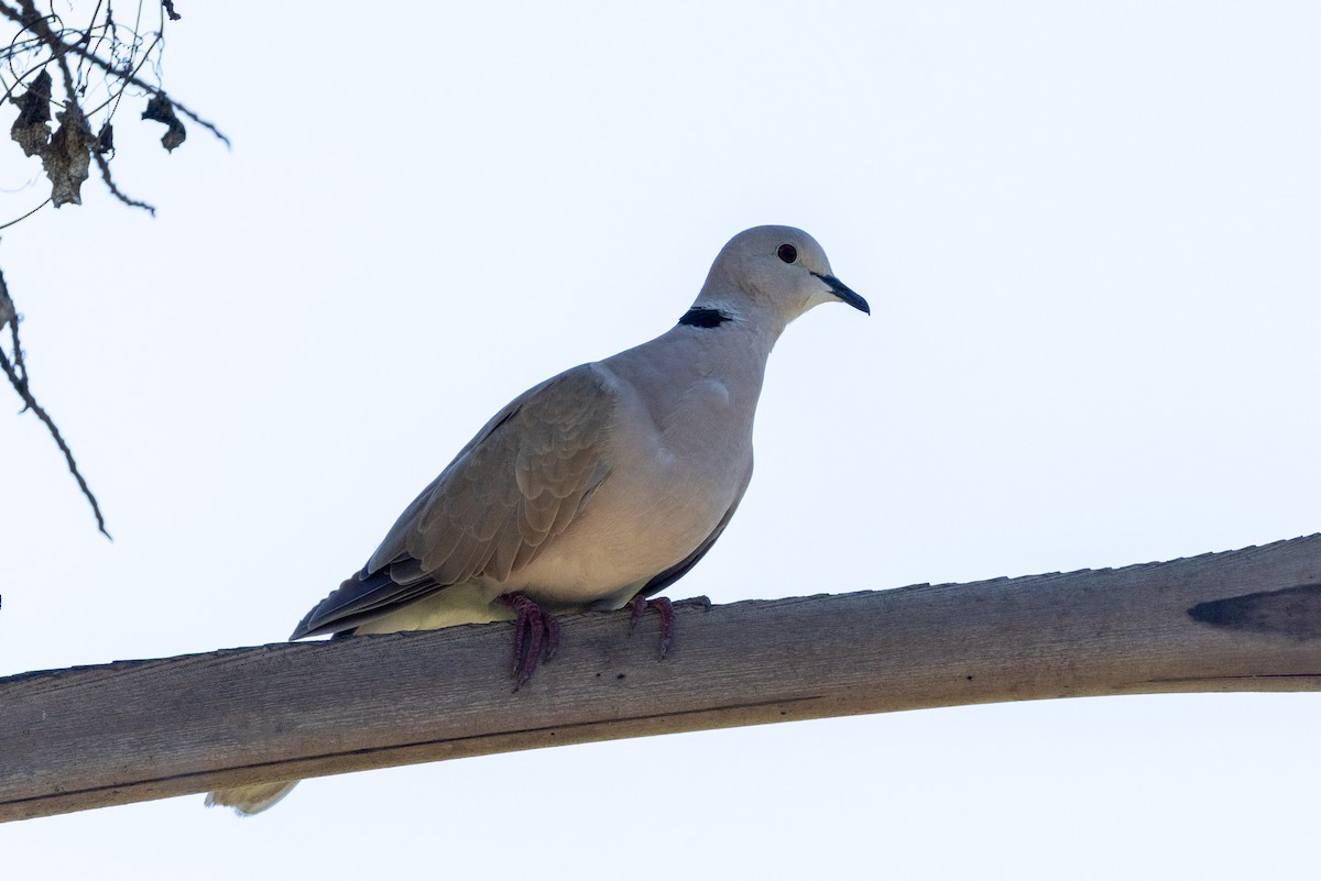 Ring-necked Dove - ML646169813