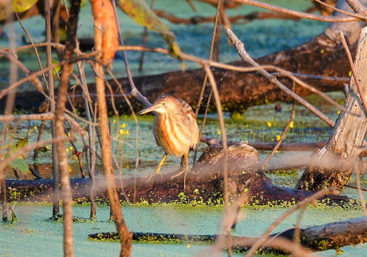 黃小鷺 - ML646169814