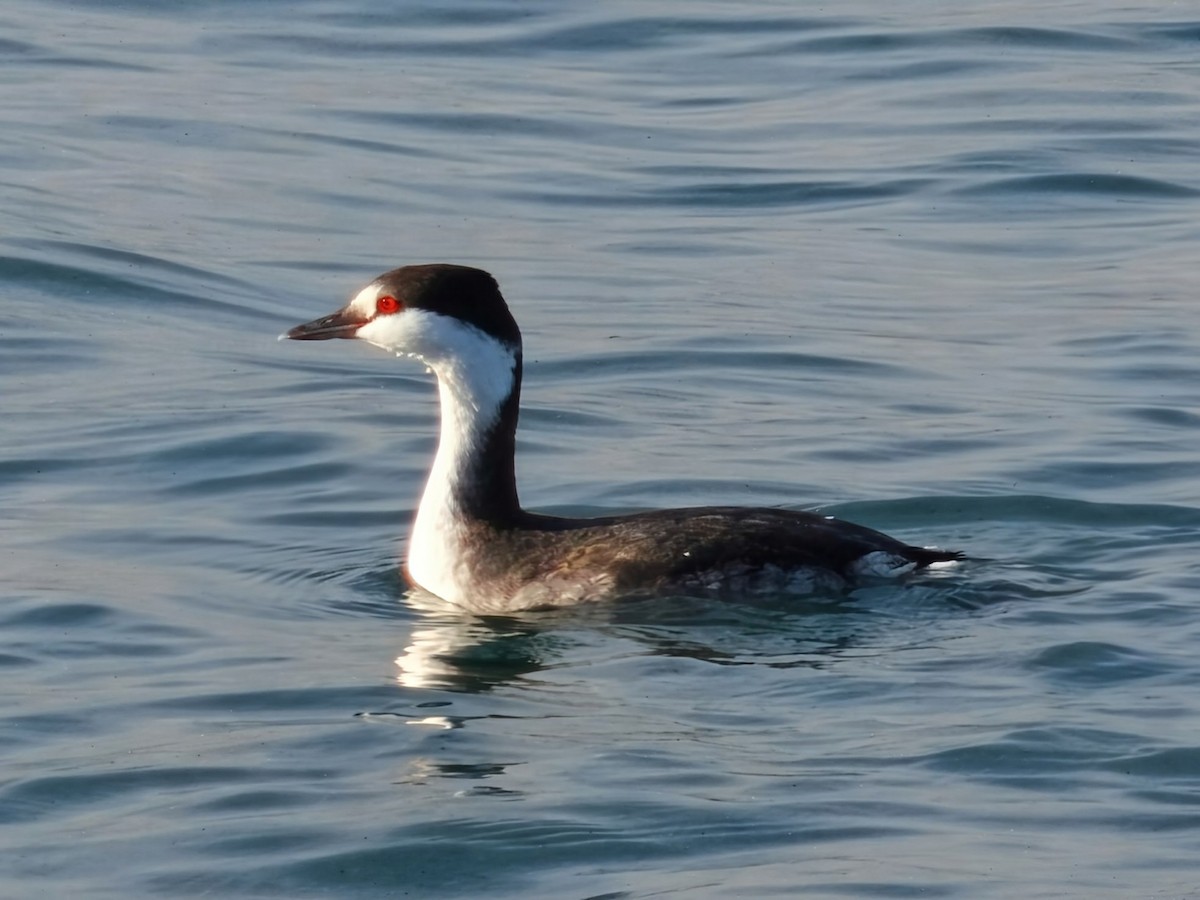 Horned Grebe - ML646169815