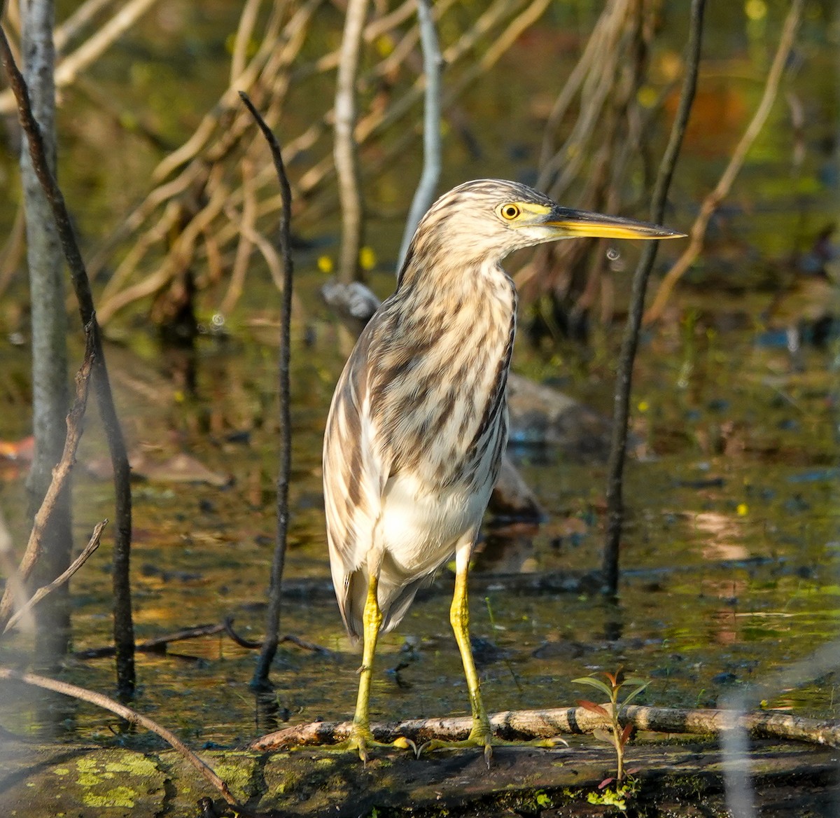 池鷺屬 - ML646169816