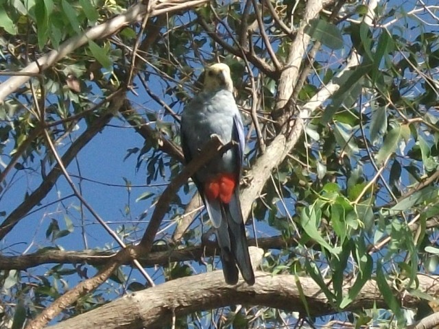 Pale-headed Rosella - ML646169818