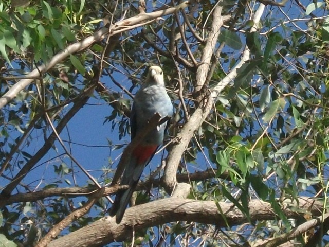 Pale-headed Rosella - ML646169819