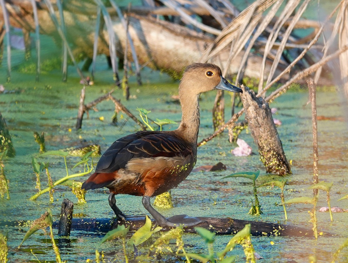樹鴨 - ML646169820