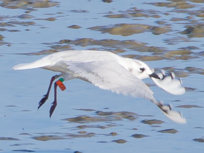 Мартин китайський - ML646169823