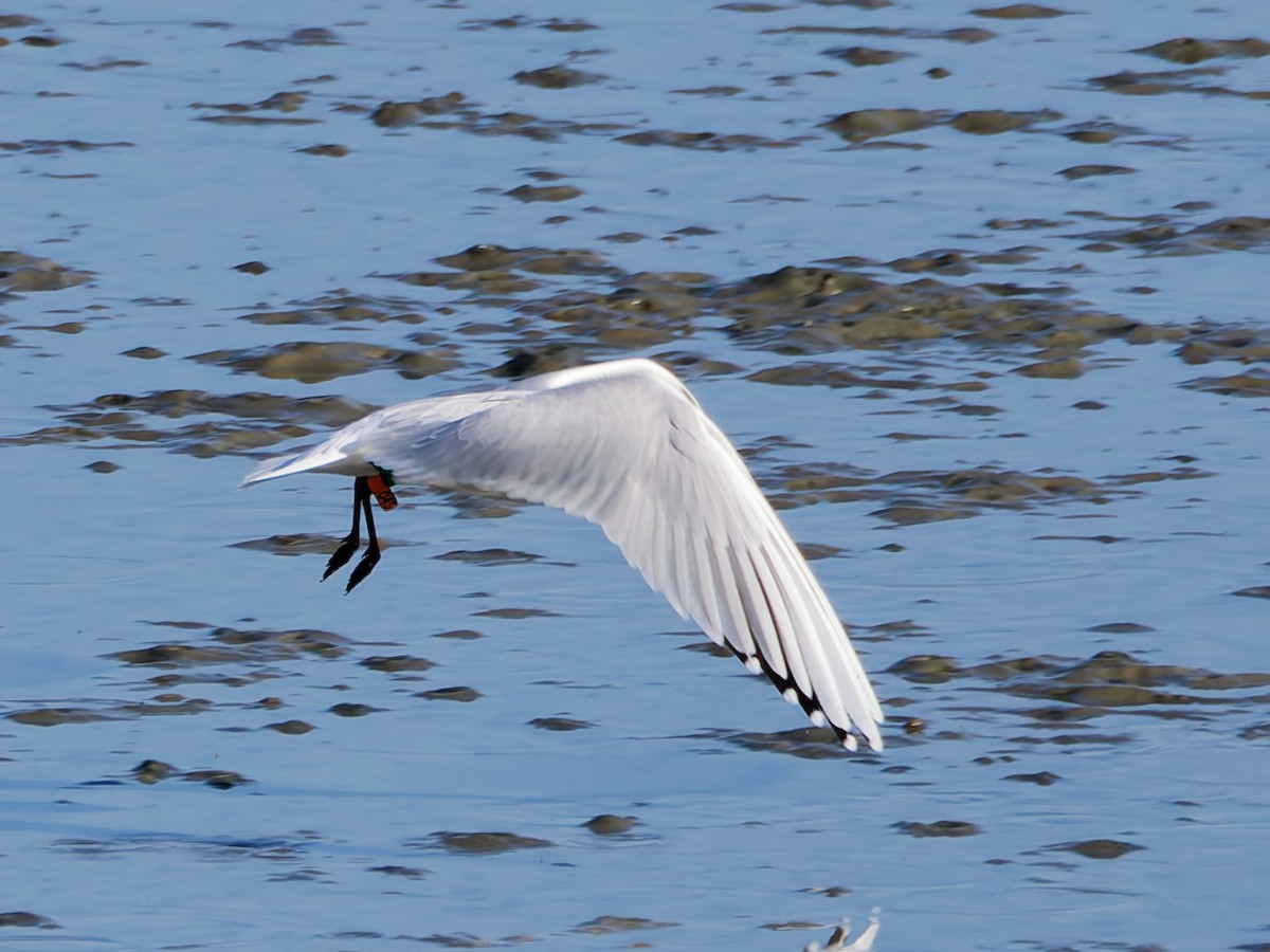 Мартин китайський - ML646169824