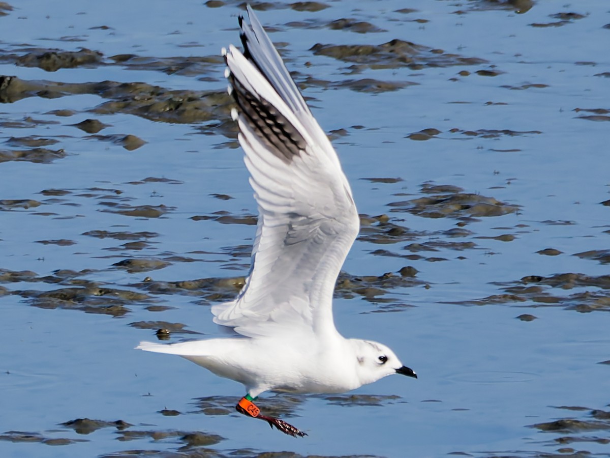 Мартин китайський - ML646169825