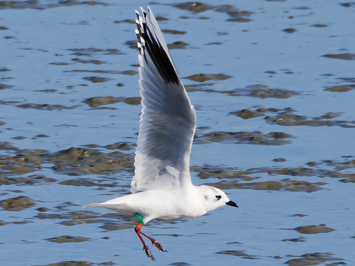 Мартин китайський - ML646169826