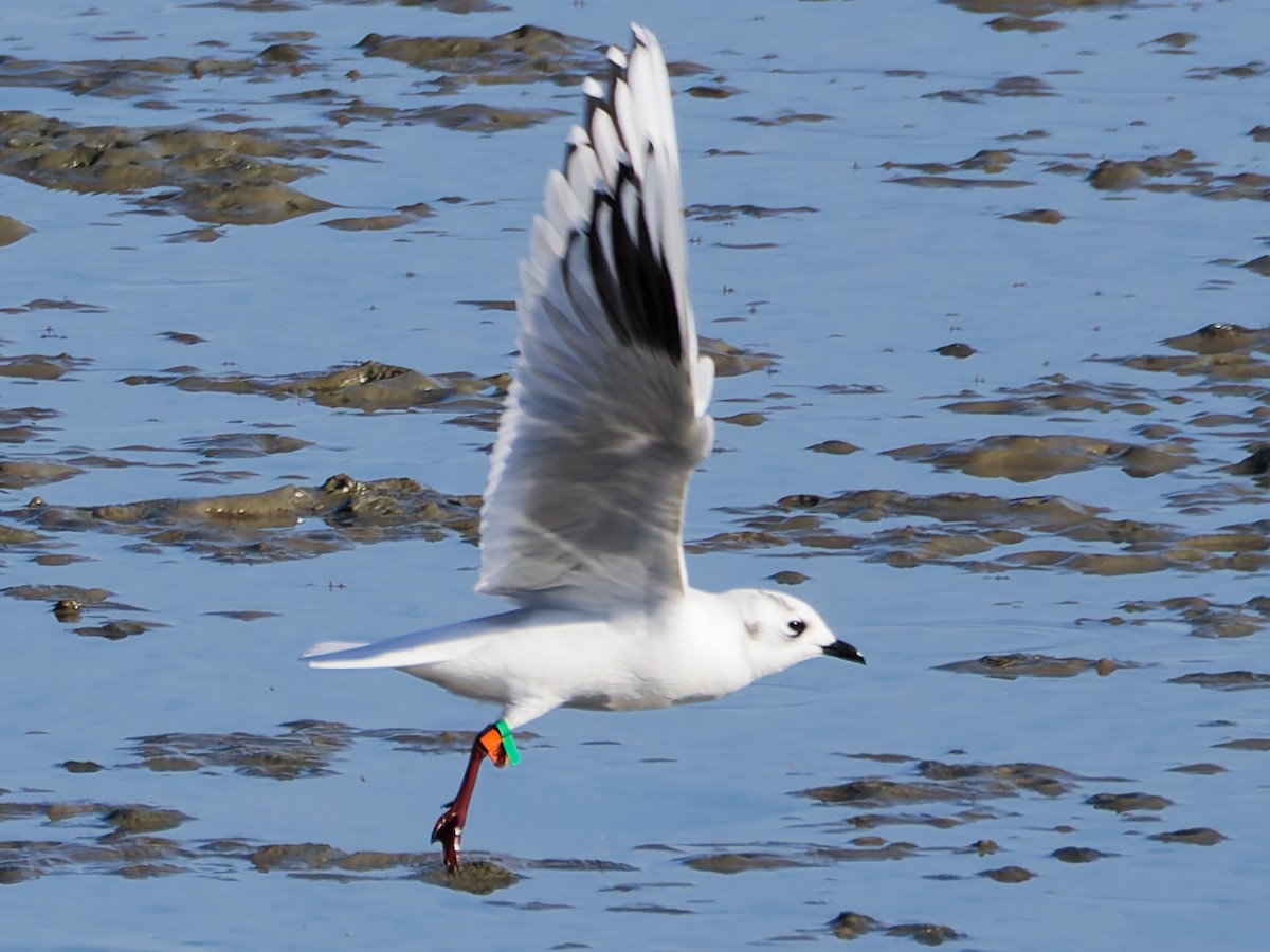 Мартин китайський - ML646169827