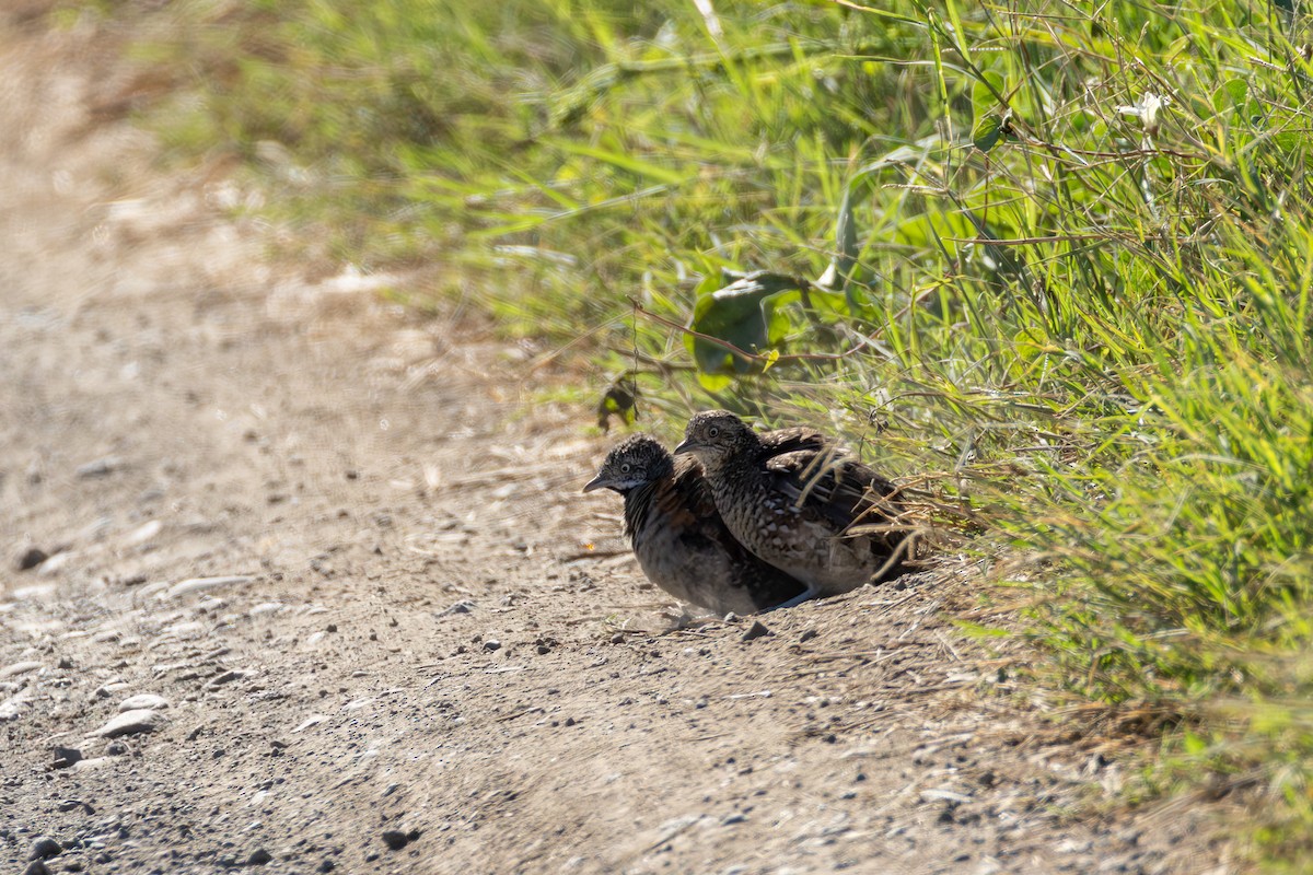 Madagascar Buttonquail - ML646169832