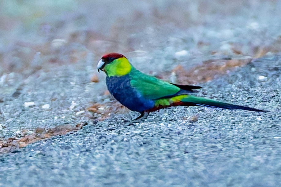 Red-capped Parrot - ML646169837