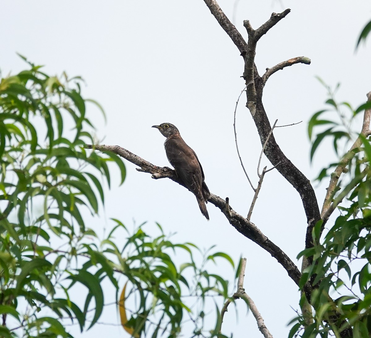 四聲杜鵑 - ML646169839