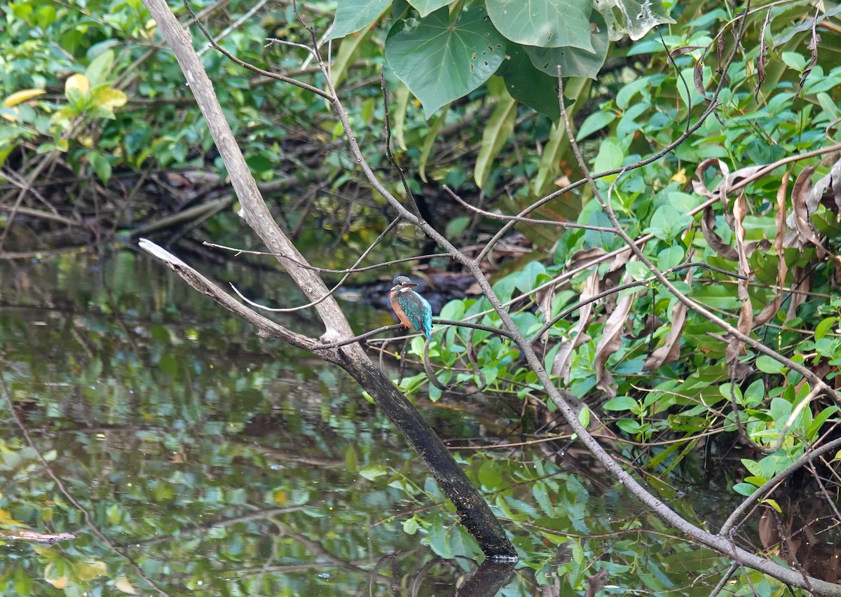 翠鳥 - ML646169843