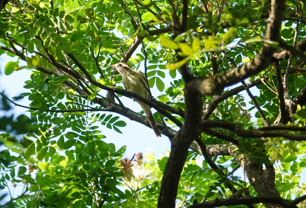 虎紋伯勞 - ML646169852