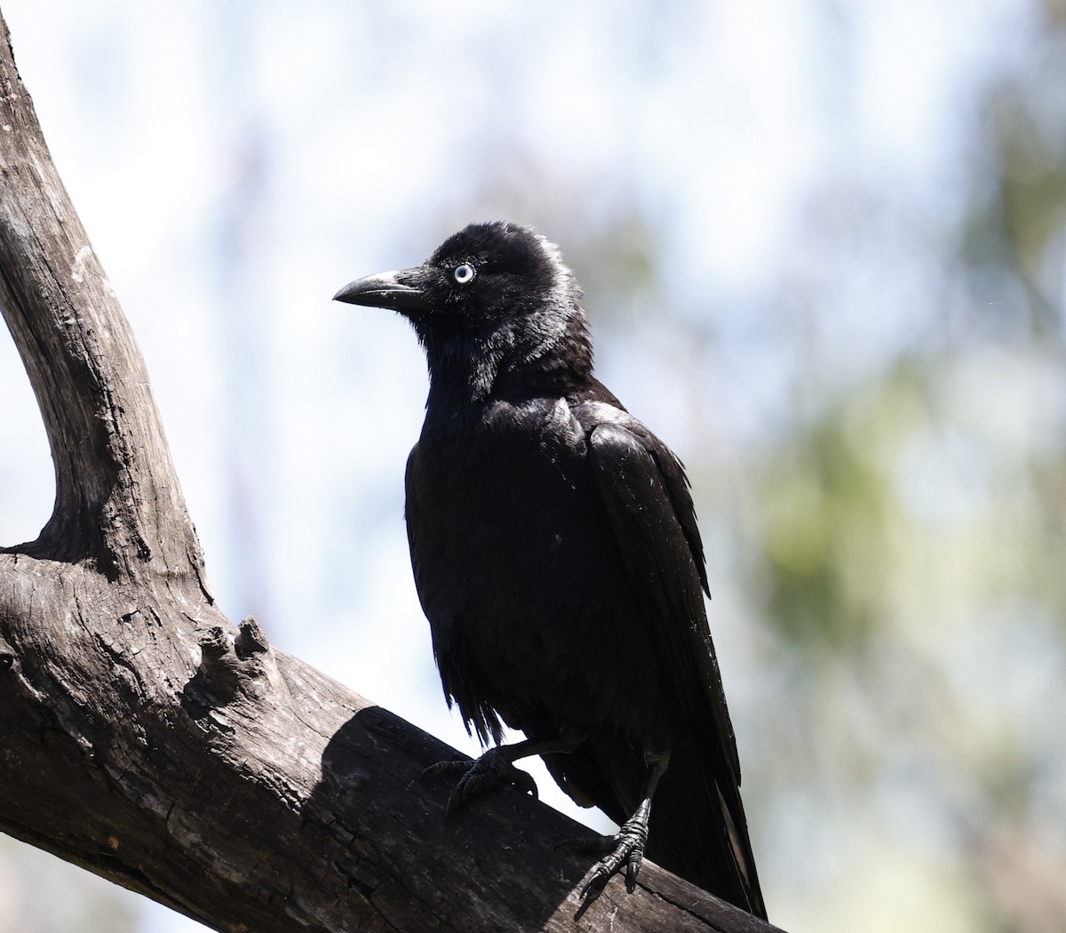 Torresian Crow - ML646169862