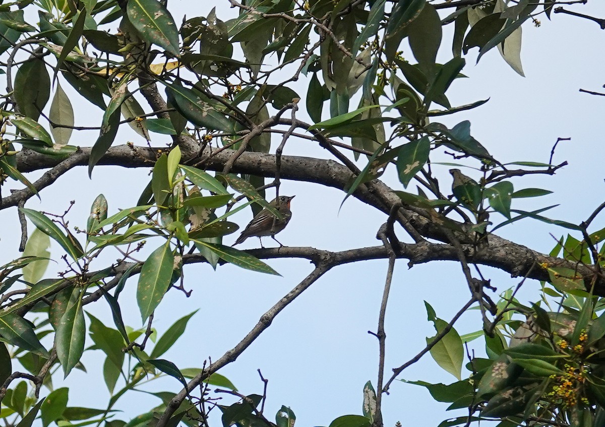 白眉黃鶲 - ML646169868