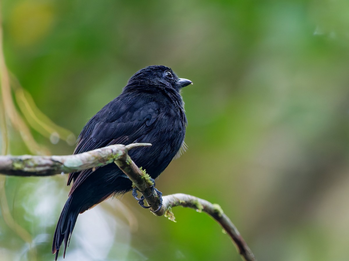 Cocha Antshrike - ML646169884