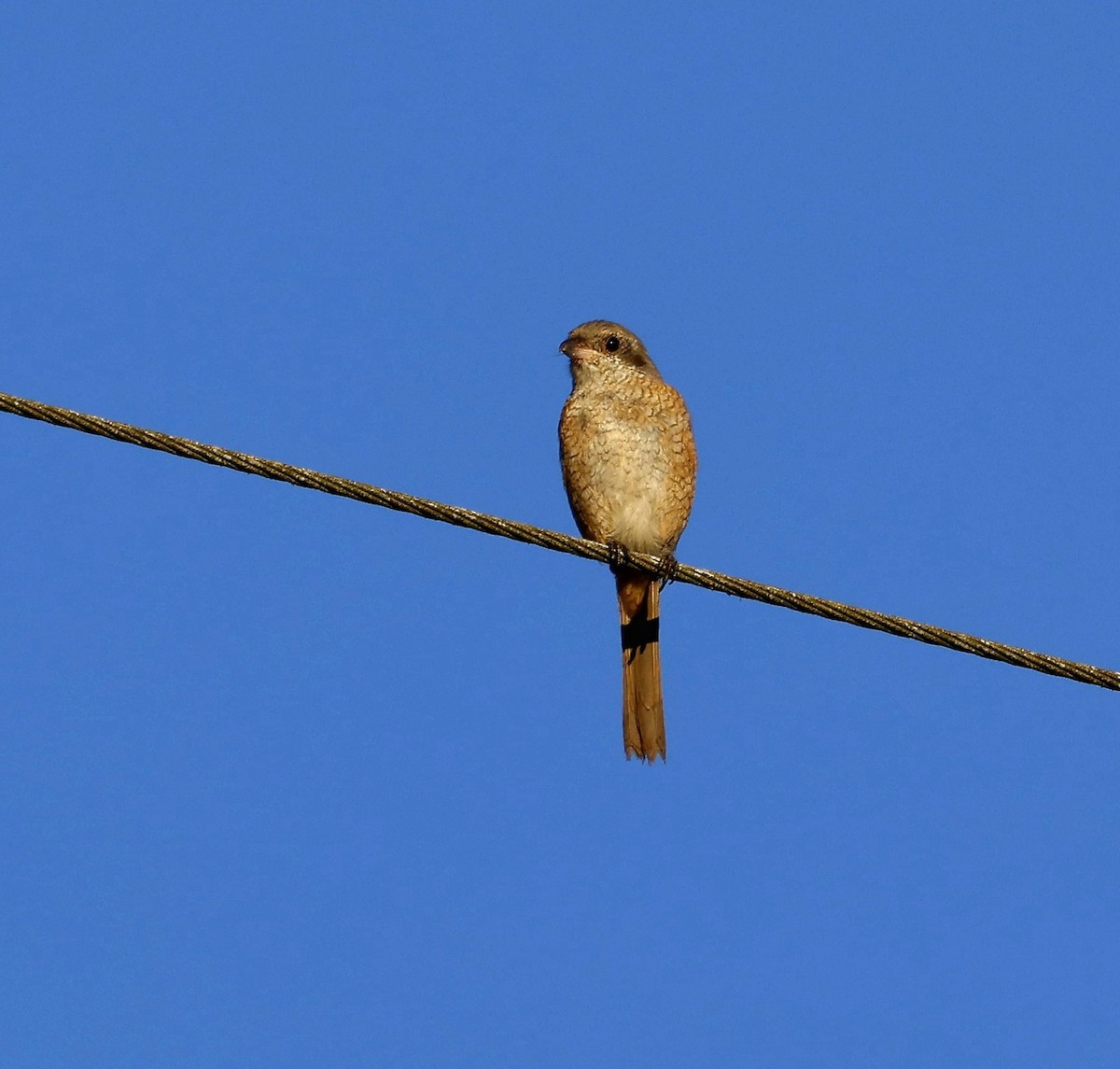 Gray-backed Shrike - ML646169896