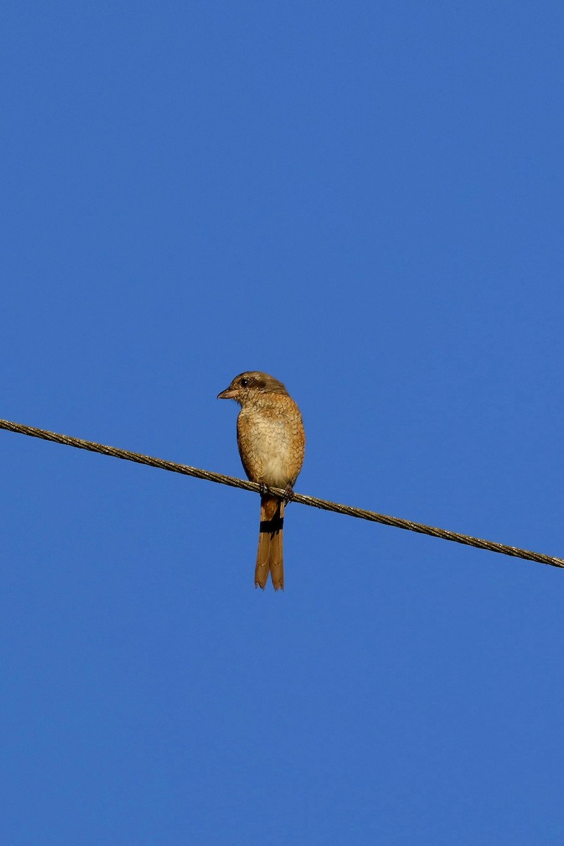 Gray-backed Shrike - ML646169897