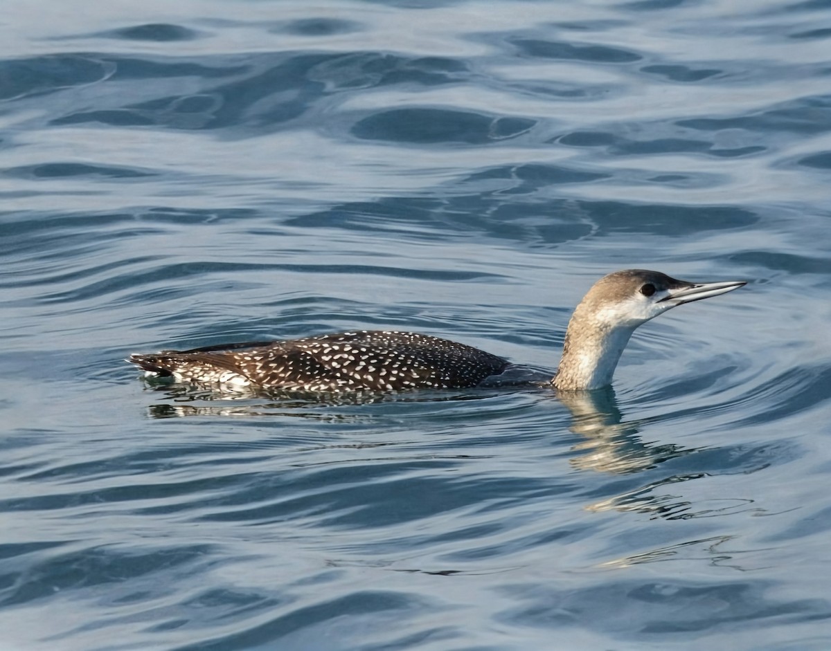 Red-throated Loon - ML646169900